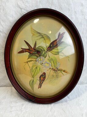 Vintage Diphogena Iris Three Hummingbirds Bubble Glass wood Framed by John Gould